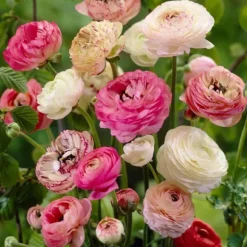 Ranunkel blanding - Sæt med 40 - Ranunculus - Blomsterløg - Flerfarvet