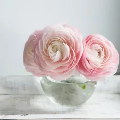 Ranunkel blanding - Sæt med 40 - Ranunculus - Blomsterløg - Flerfarvet