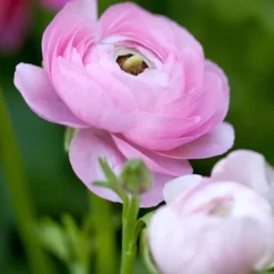 Ranunkel blanding - Sæt med 40 - Ranunculus - Blomsterløg - Flerfarvet