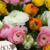 Ranunkel NJ - Sæt med 80 - Ranunculus - Blomsterløg - Flerfarvet