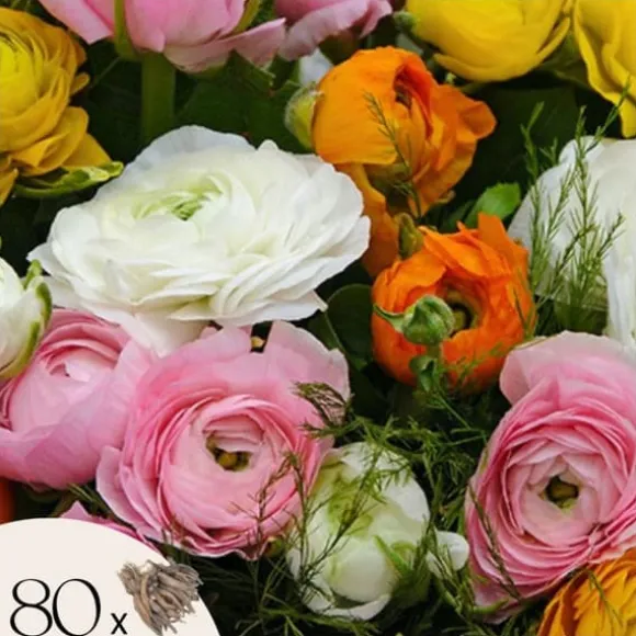 Ranunkel NJ - Sæt med 80 - Ranunculus - Blomsterløg - Flerfarvet