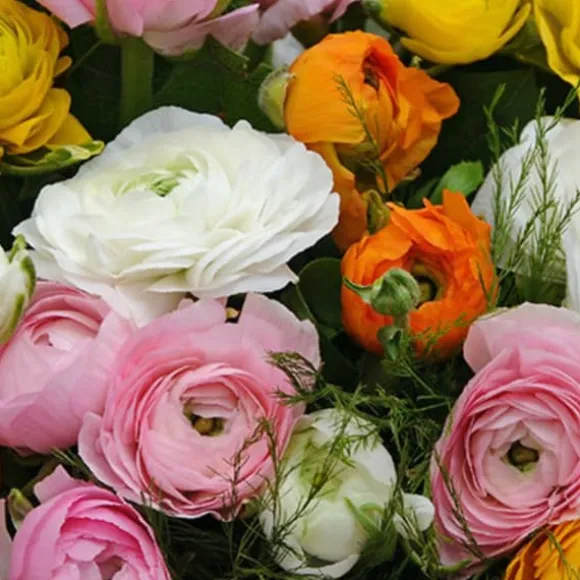 Ranunkel NJ - Sæt med 80 - Ranunculus - Blomsterløg - Flerfarvet