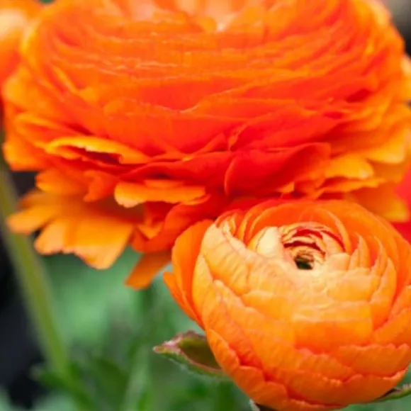 Ranunkel NJ - Sæt med 80 - Ranunculus - Blomsterløg - Flerfarvet