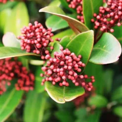 Rød Skimmia - Sæt med 4 - Skimmia japonica 'Rubella' - Højde 35-45cm - ⌀15cm