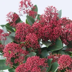 Rød Skimmia - Sæt med 4 - Skimmia japonica 'Rubella' - Højde 35-45cm - ⌀15cm