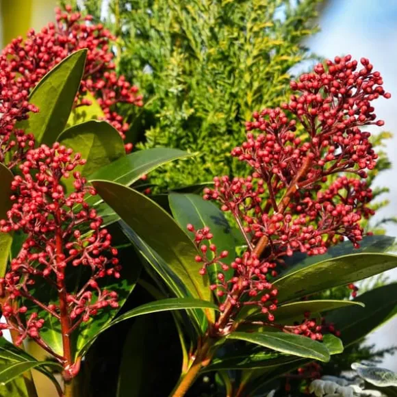 Rød Skimmia - Sæt med 4 - Skimmia japonica 'Rubella' - Højde 35-45cm - ⌀15cm
