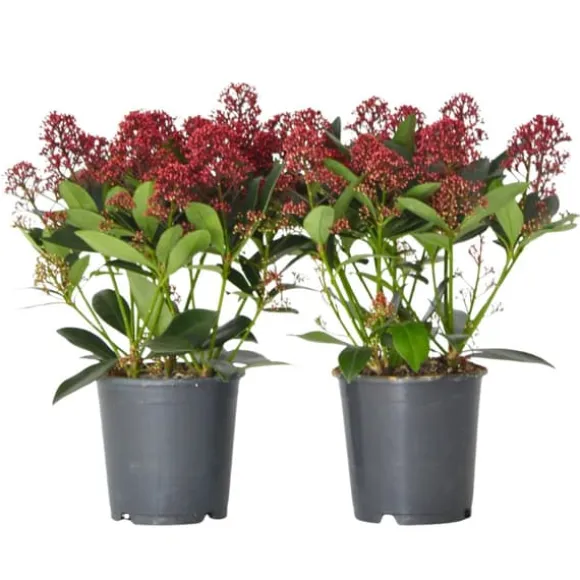 Rød Skimmia - Sæt med 2 - Skimmia japonica 'Rubella' - Højde 35-45cm - ⌀15cm