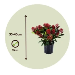 Rød Skimmia - Sæt med 2 - Skimmia japonica 'Rubella' - Højde 35-45cm - ⌀15cm