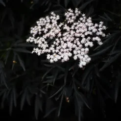Rødbladet hyld - Sæt med 2 - Sambucus nigra Black Lace - Højde 25-40cm - ⌀17cm