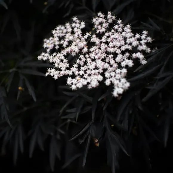 Rødbladet hyld - Sæt med 2 - Sambucus nigra Black Lace - Højde 25-40cm - ⌀17cm