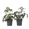 Rødbladet hyld - Sæt med 4 - Sambucus nigra Black Lace - Højde 25-40cm - ⌀17cm