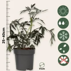 Rødbladet hyld - Sæt med 4 - Sambucus nigra Black Lace - Højde 25-40cm - ⌀17cm