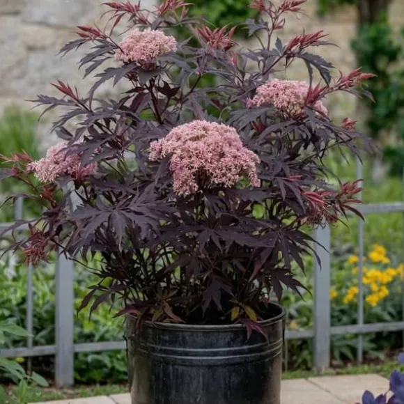 Rødbladet hyld - Sæt med 4 - Sambucus nigra Black Lace - Højde 25-40cm - ⌀17cm