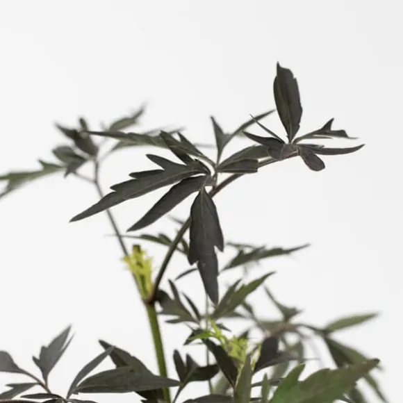 Rødbladet hyld - Sæt med 4 - Sambucus nigra Black Lace - Højde 25-40cm - ⌀17cm