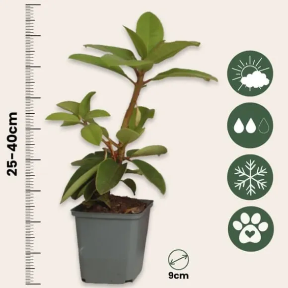 Rhododendron - Sæt med 3 - Busk 'Cunningham's White' - Højde 25-40cm - ⌀9cm