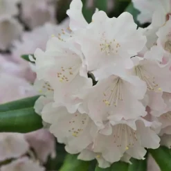 Rhododendron - Sæt med 3 - Busk 'Cunningham's White' - Højde 25-40cm - ⌀9cm