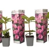 Rhododendronbusk - Sæt med 3 - R. roseum 'Elegans pink' - Højde 25-40cm - ⌀9cm
