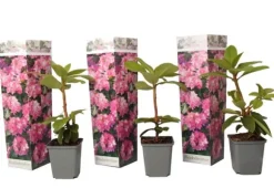 Rhododendronbusk - Sæt med 3 - R. roseum 'Elegans pink' - Højde 25-40cm - ⌀9cm