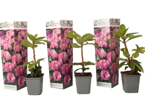 Rhododendronbusk - Sæt med 3 - R. roseum 'Elegans pink' - Højde 25-40cm - ⌀9cm