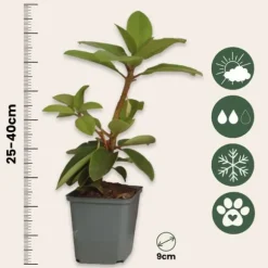 Rhododendronbusk - Sæt med 3 - Rhododendron catawbiense - Højde 25-40cm - ⌀9cm