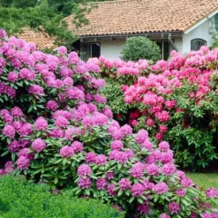 Rhododendronbusk - Sæt med 3 - Rhododendron catawbiense - Højde 25-40cm - ⌀9cm