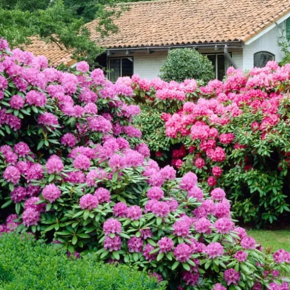 Rhododendronbusk - Sæt med 3 - Rhododendron catawbiense - Højde 25-40cm - ⌀9cm