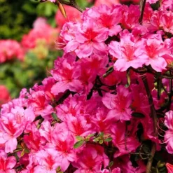Rhododendronbusk - Sæt med 3 - Rhododendron catawbiense - Højde 25-40cm - ⌀9cm