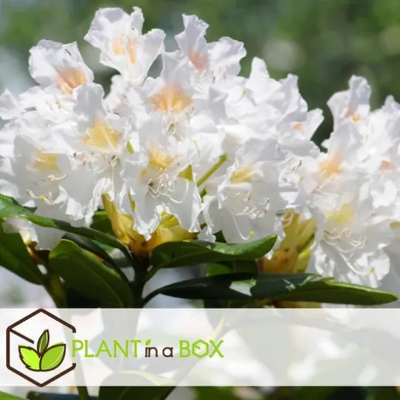 Rhododendronbusk - Sæt med 3 - Rhododendron catawbiense - Højde 25-40cm - ⌀9cm