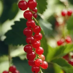 Ribs - Sæt med 2 - Ribes rubrum 'Jonkheer van Tets' - Højde 50-60cm - ⌀15cm