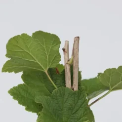 Ribs - Sæt med 2 - Ribes rubrum 'Jonkheer van Tets' - Højde 50-60cm - ⌀15cm
