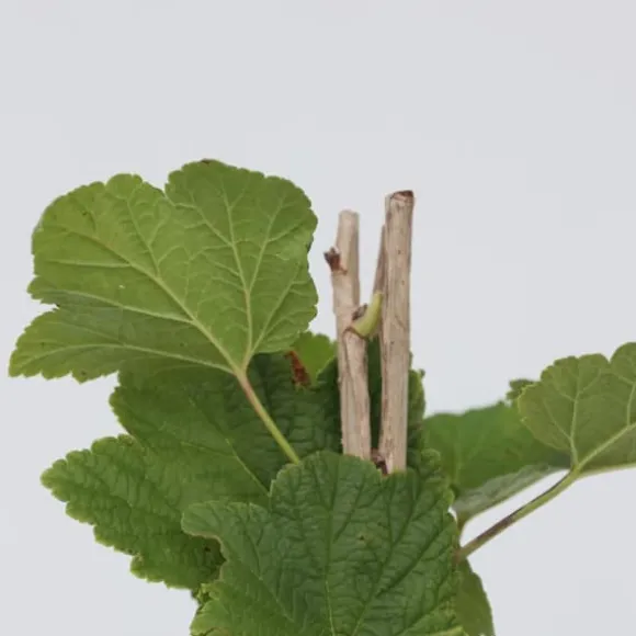 Ribs - Sæt med 2 - Ribes rubrum 'Jonkheer van Tets' - Højde 50-60cm - ⌀15cm