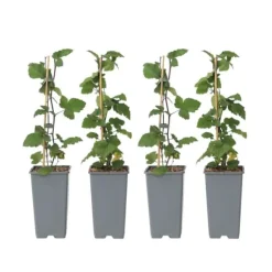 Ribs - Sæt med 4 - Ribes rubrum 'Jonkheer van Tets' - Højde 50-60cm - ⌀15cm