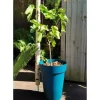 RIVIERA SOLEILLA blomsterkasse - Plastik - Højde 53 cm - Blå