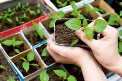 RODNINGSGØDNING TIL GRØNNE FRØPLANTE OG FRØ 30ML AGRECOL