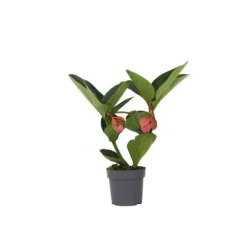 Rosendrue - Medinilla magnifica - Højde 40-50cm - ⌀14cm