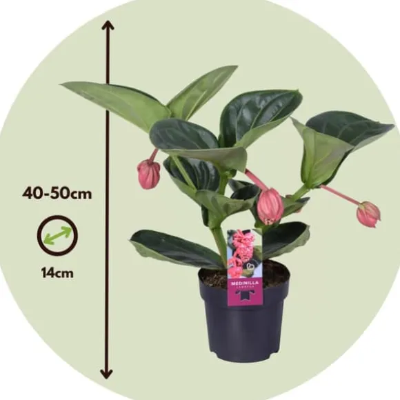 Rosendrue - Medinilla magnifica - Højde 40-50cm - ⌀14cm