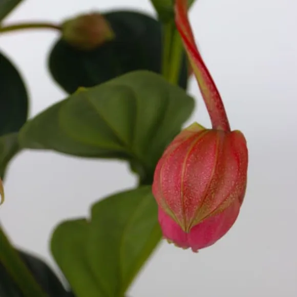 Rosendrue - Medinilla magnifica - Højde 40-50cm - ⌀14cm