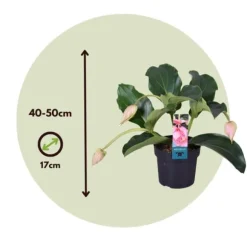 Rosendrue - Medinilla magnifica - Højde 40-50cm - ⌀17cm