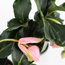 Rosendrue - Medinilla magnifica - Højde 40-50cm - ⌀17cm