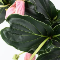 Rosendrue - Sæt med 2 - Medinilla magnifica - Højde 40-50cm - ⌀17cm