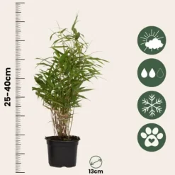 Rufa bambus - Sæt med 18 - Fargesia rufa - Højde 25-40cm - ⌀13cm