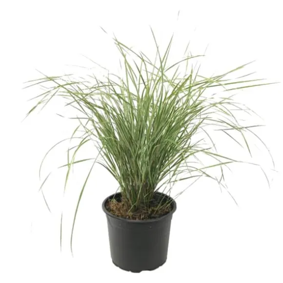 Sandrør - Calamagrostis acutiflora 'Overdam' - Højde 20-30cm - ⌀23cm