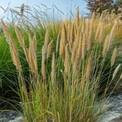 Sandrør - Calamagrostis acutiflora 'Overdam' - Højde 20-30cm - ⌀23cm