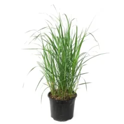 Sandrør - Calamagrostis 'Karl Foerster' - Højde 40-60cm - ⌀23cm