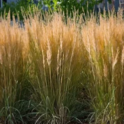 Sandrør - Calamagrostis 'Karl Foerster' - Højde 40-60cm - ⌀23cm
