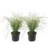 Sandrør - Sæt 2 - Calamagrostis acutiflora x 'Overdam' - Højde 20-30cm - ⌀23cm