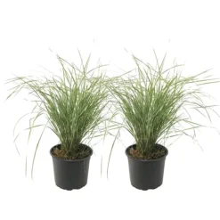 Sandrør - Sæt 2 - Calamagrostis acutiflora x 'Overdam' - Højde 20-30cm - ⌀23cm