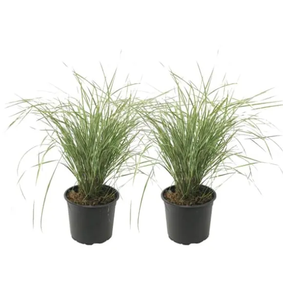 Sandrør - Sæt 2 - Calamagrostis acutiflora x 'Overdam' - Højde 20-30cm - ⌀23cm