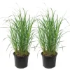 Sandrør - Sæt med 2 - Calamagrostis 'Karl Foerster' - Højde 40-60cm - ⌀23cm