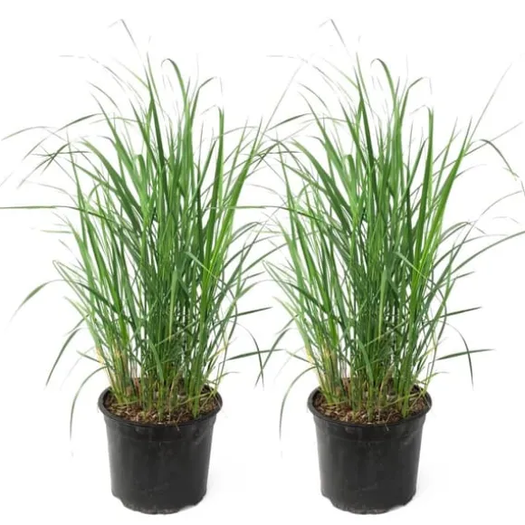 Sandrør - Sæt med 2 - Calamagrostis 'Karl Foerster' - Højde 40-60cm - ⌀23cm